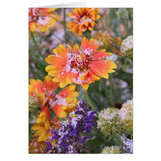 Gaillardie à neige (Devant)