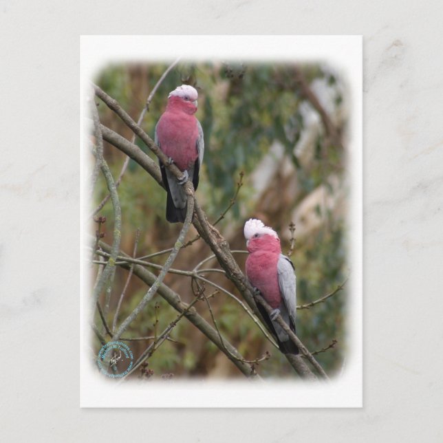Galah 9Y209D-155 Postkarte (Vorderseite)