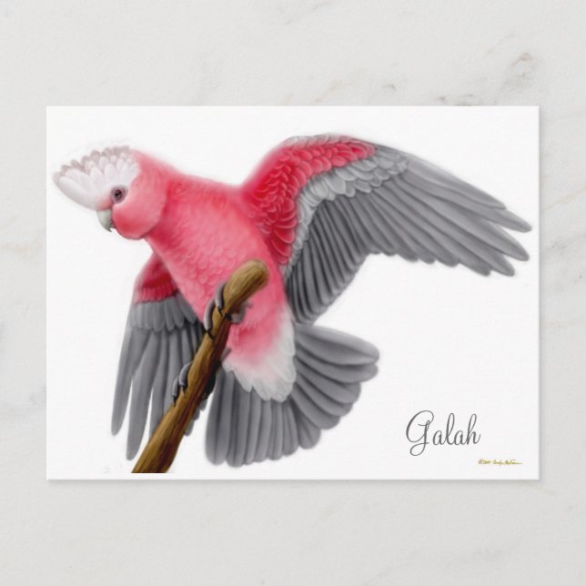 Galah Cockatoo Postcard Postkarte (Vorderseite)
