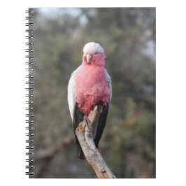 Galah Notizblock