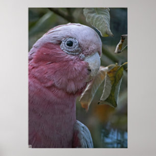 Galah oder Rosakakadu Poster
