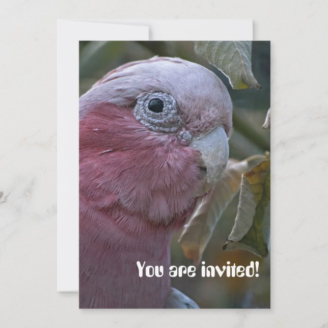 Galah oder Rose-Kakadu Einladung (Vorderseite)