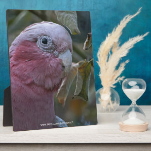 Galah oder Rose-Kakadu Fotoplatte