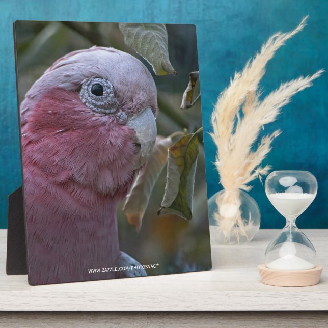 Galah oder Rose-Kakadu Fotoplatte (Seite)
