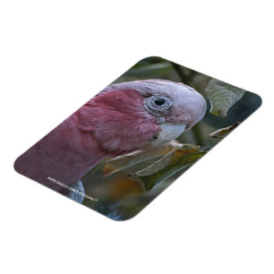 Galah oder Rose-Kakadu Magnet