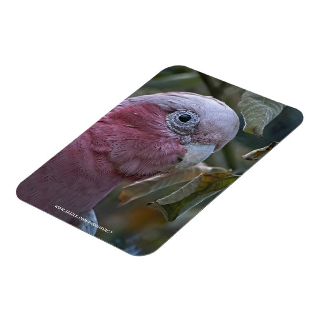 Galah oder Rose-Kakadu Magnet (Linke Seite)