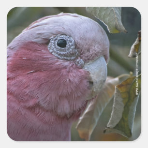 Galah oder Rose-Kakadu Quadratischer Aufkleber