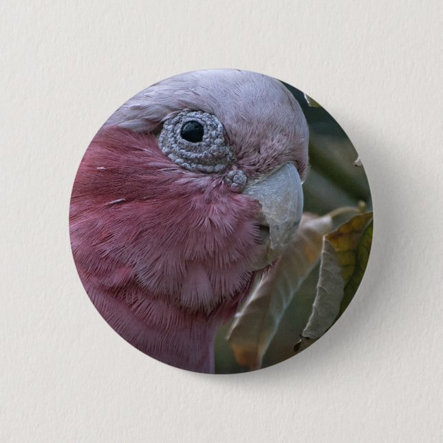 Galah oder Rosenbrust-Kakadu Button (Vorderseite)