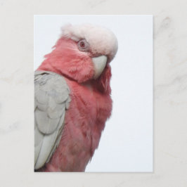 Galah Postcard Postkarte