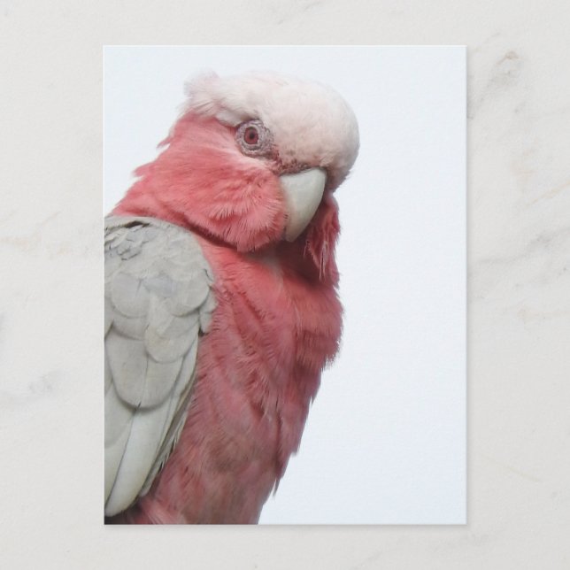 Galah Postcard Postkarte (Vorderseite)