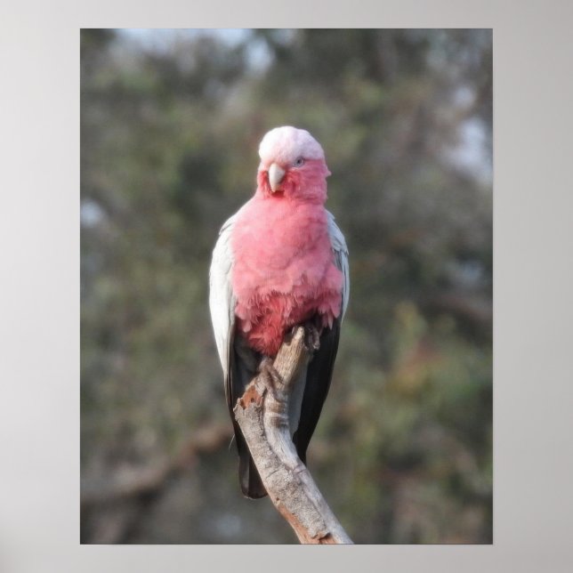 Galah Poster (Vorne)