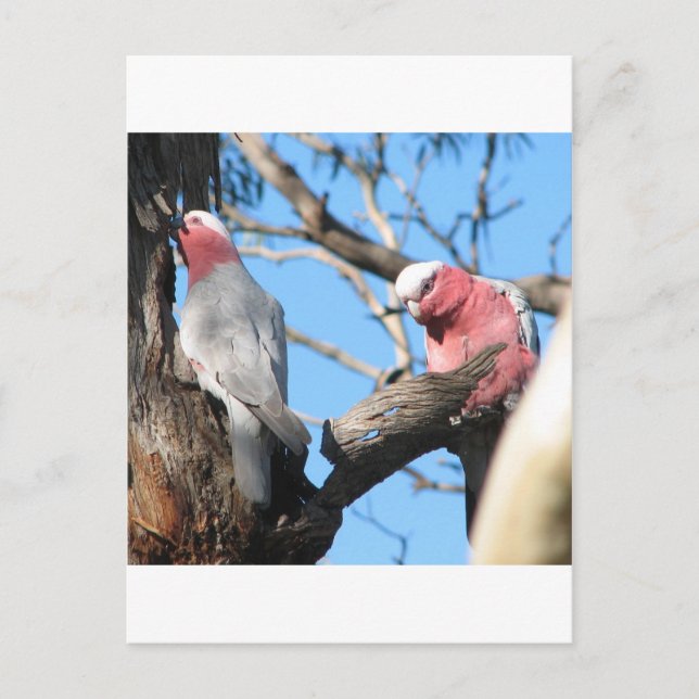 Galah Postkarte (Vorderseite)