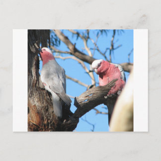 Galah Postkarte