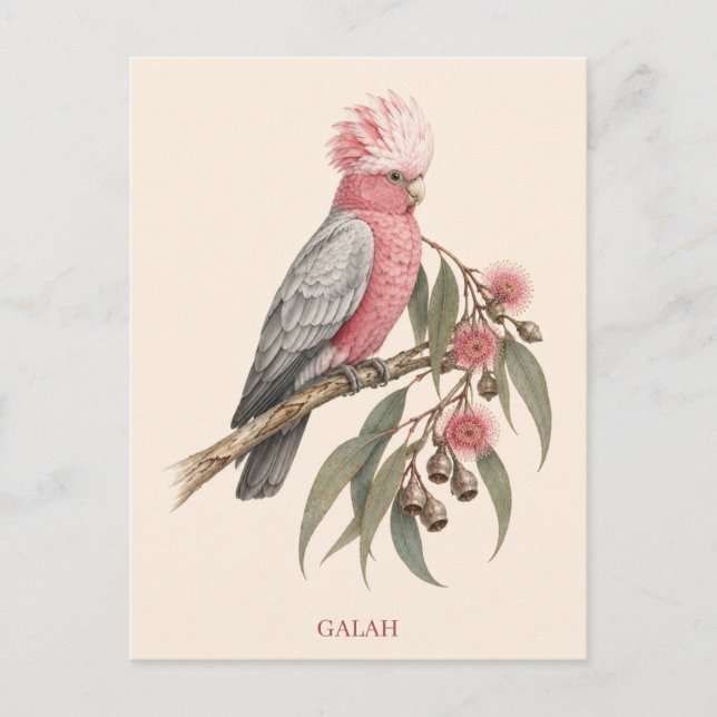 Galah Postkarte | Bush Edition (Vorderseite)