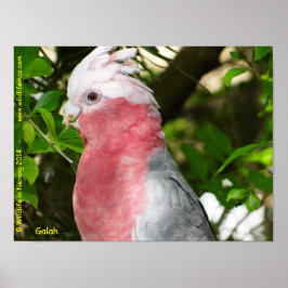 Galah (Rose Breasted/Roseate Cockatoo) Poster