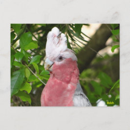 Galah (Rose Breasted/Roseate Cockatoo) Postkarte