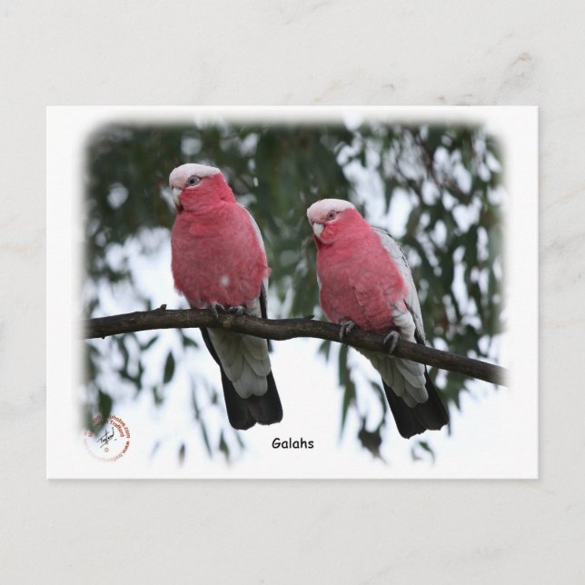 Galahs 9Y517D-018 Postkarte (Vorderseite)