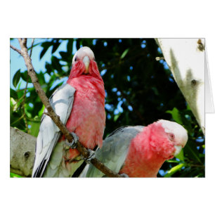 Galahs (Breasted rose/cacatoès roses)