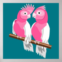 Galahs