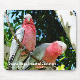 Galahs (Rose Breasted Cockatoo) Mousepad
