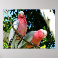 Galahs (Rose Breasted/Roseate Cockatoos)