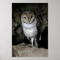 Galapagos Barn Owl