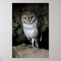 Galapagos Barn Owl