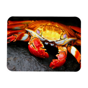 Galapagos Crab Magnet