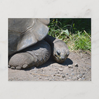 Galapagos Giant Tortoise Carte postale