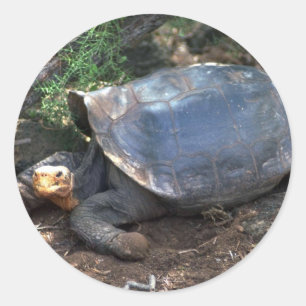 Galapagos Giant Tortoise (Sattel-Backed-Typ) Lyin Runder Aufkleber