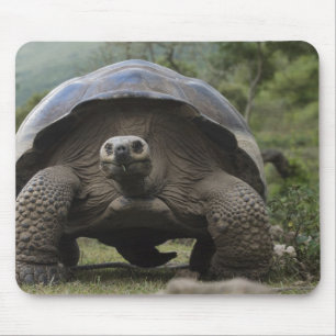 Galapagos Giant Tortoises Geochelone Mousepad