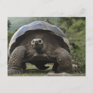 Galapagos Giant Tortoises Geochelone Postkarte