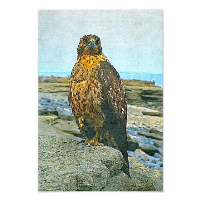 Galapagos-Habicht Fotodruck (Vorne)