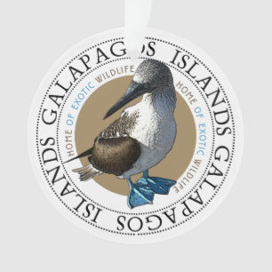 Galapagos Îles Bleu Pied Booby Bird