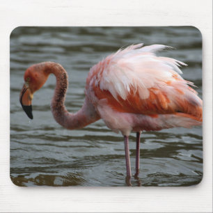 Galapagos Inseln Flamingo Mousepad