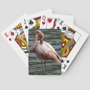 Galapagos Inseln Flamingo Spielkarten