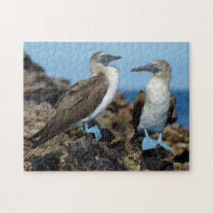 Galapagos-Inseln, Isabela-Insel