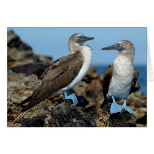 Galapagos-Inseln, Isabela-Insel