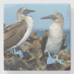 Galapagos-Inseln, Isabela-Insel Steinuntersetzer