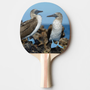 Galapagos-Inseln, Isabela-Insel Tischtennis Schläger