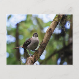 Galapagos Inseln Mockingbird, Ecuador Postkarte