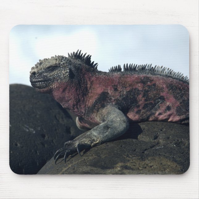 Galápagos-Inseln Mousepad (Vorne)