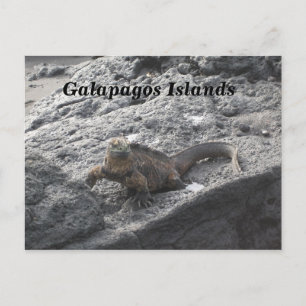 Galapagos-Inseln Postkarte