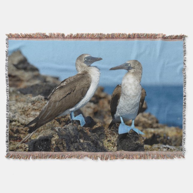 Galapagos Islands, Isabela Island Decke (Vorderseite)