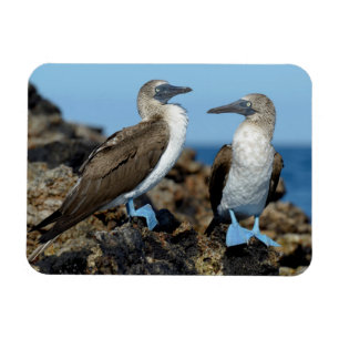 Galapagos Islands, Isabela Island Magnet
