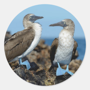 Galapagos Islands, Isabela Island Runder Aufkleber