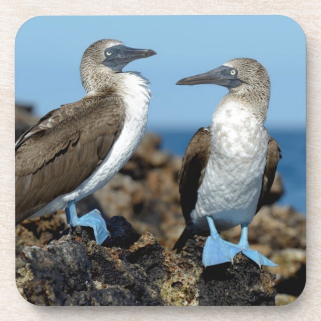 Galapagos Islands, Isabela Island Untersetzer (Vorderseite)