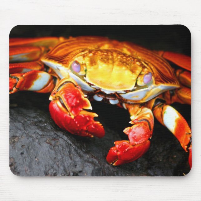 Galapagos-Krabbe Mousepad (Vorne)