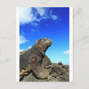 Galapagos Meeresleguan sonnt sich Postkarte