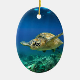 Galapagos-Paradies, grüne Meeresschildkröte unter Keramikornament